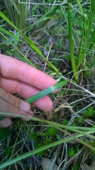 Xyris platylepis