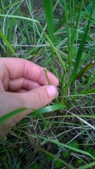 Xyris platylepis