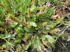 Plantago myosuros