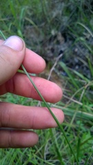Xyris platylepis