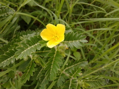 Tribulus cistoides