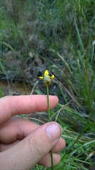 Xyris platylepis