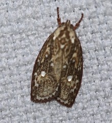 Euchaetis metallota
