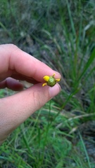 Xyris platylepis