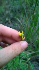 Xyris platylepis