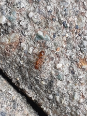 Myrmica brevispinosa