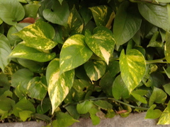 Epipremnum