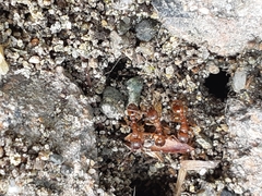 Myrmica brevispinosa