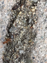 Myrmica brevispinosa