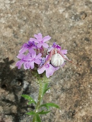 Misumenoides formosipes