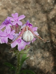 Misumenoides formosipes