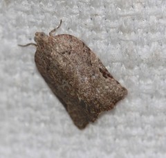 Meritastis ursina