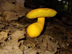 Boletus aurantiosplendens