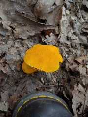 Boletus aurantiosplendens