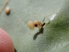 Zopheroteras