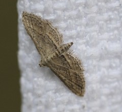 Araeopteron canescens