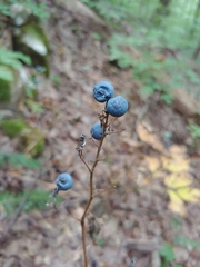 Viburnum acerifolium