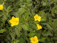 Tribulus cistoides