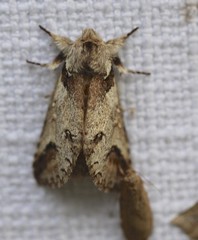 Antithemerastis acrobela