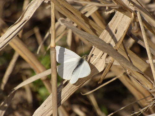 Theochila maenacte