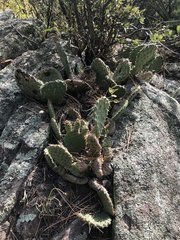 Opuntia