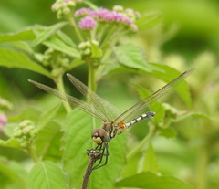 Trithemis pallidinervis