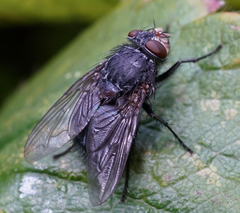 Protocalliphora