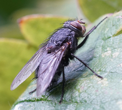 Protocalliphora