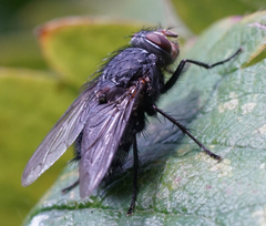 Protocalliphora