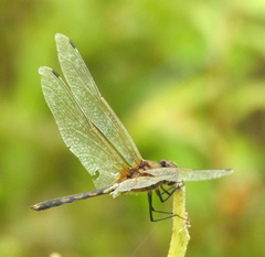 Trithemis pallidinervis