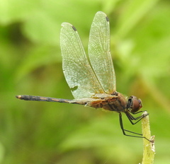 Trithemis pallidinervis