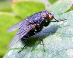 Protocalliphora