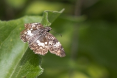 Chiomara georgina georgina