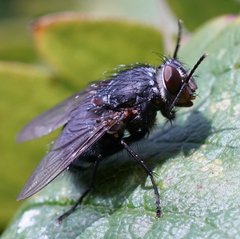 Protocalliphora