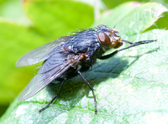 Protocalliphora