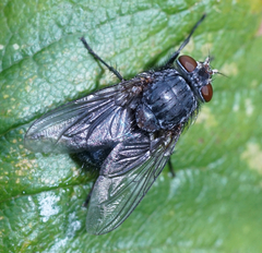 Protocalliphora