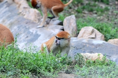 Erythrocebus