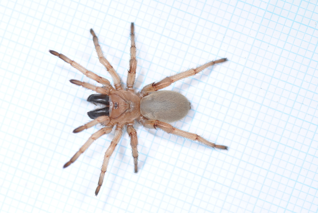 Iberesia arturica