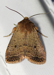 Protorthodes curtica