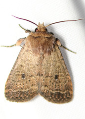 Protorthodes curtica