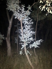 Eucalyptus melanophloia