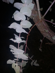 Eucalyptus melanophloia