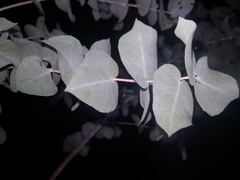 Eucalyptus melanophloia