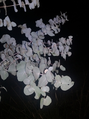 Eucalyptus melanophloia