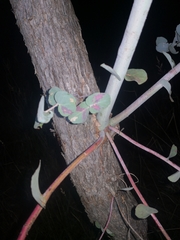 Eucalyptus melanophloia
