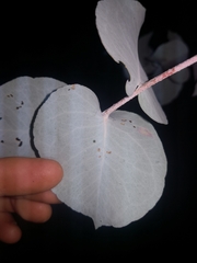 Eucalyptus melanophloia