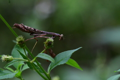 Stagmomantis floridensis