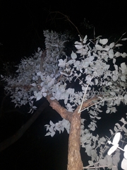 Eucalyptus melanophloia