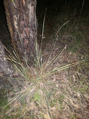 Lomandra ramosissima