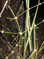 Lomandra ramosissima